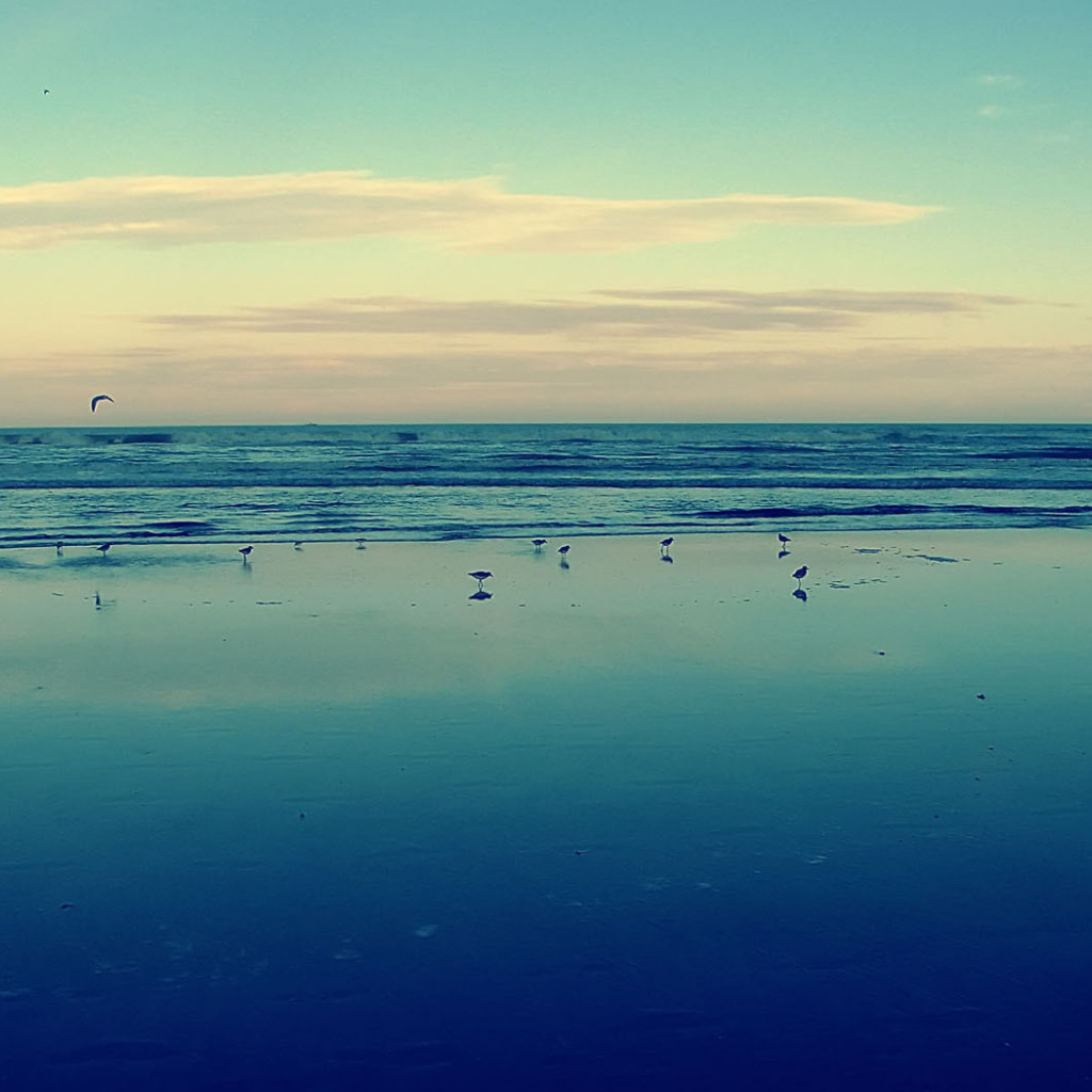 Птицы на мелководье