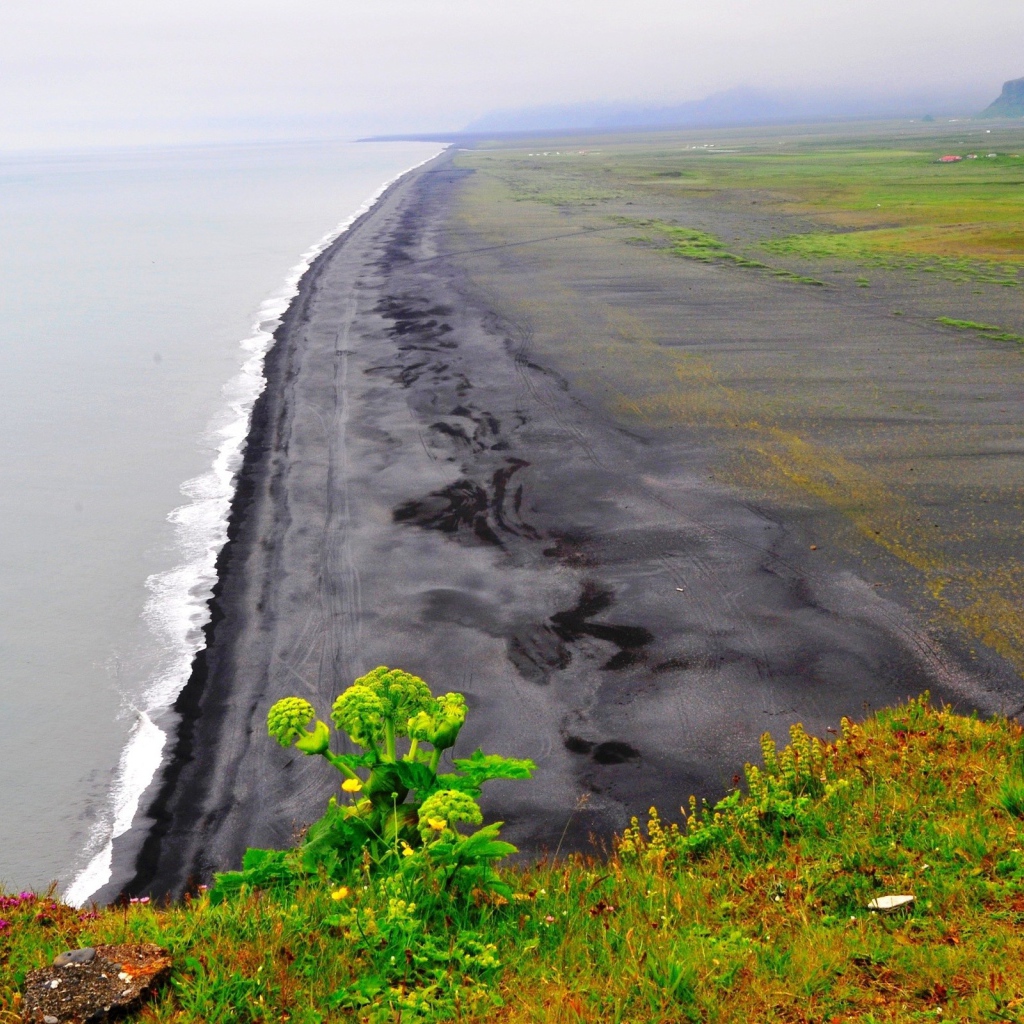 Морской пейзаж с растением