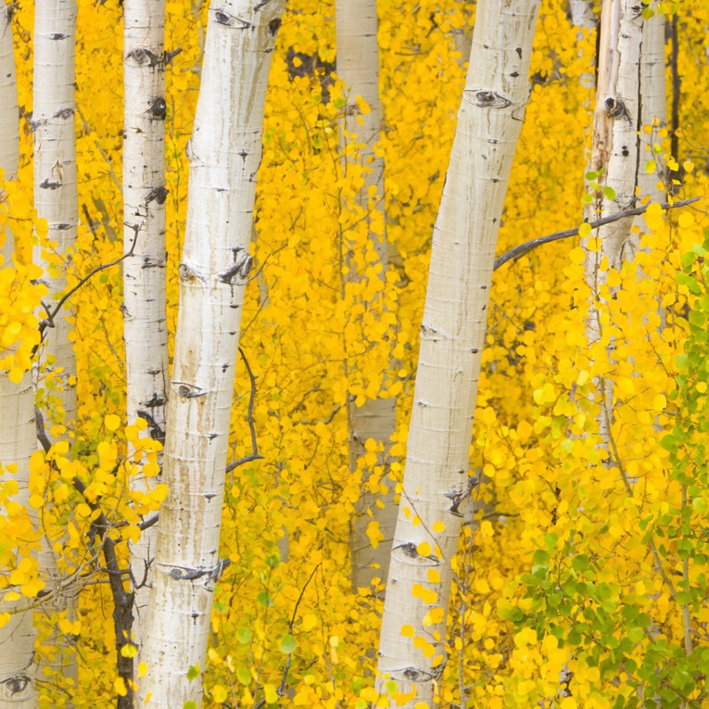 Осенний березовый лес в Колорадо