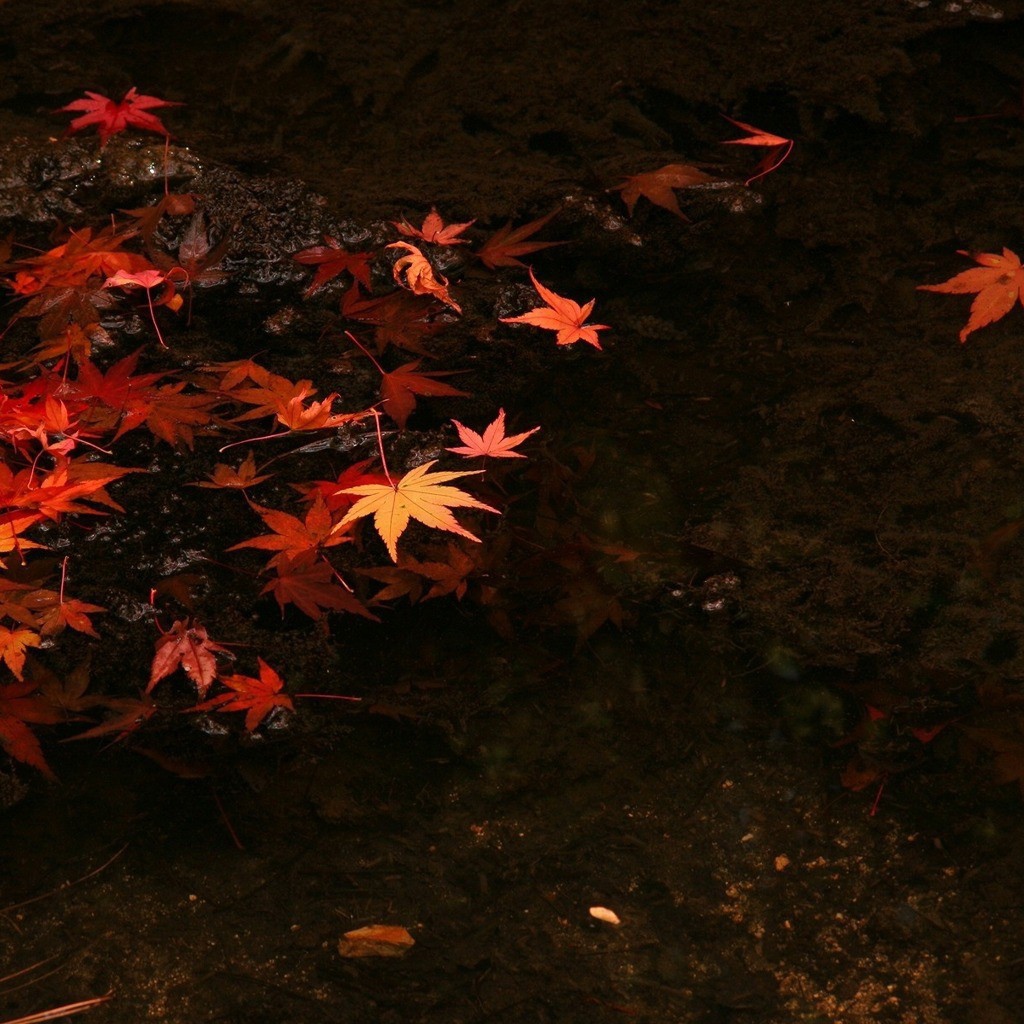 Осенние разноцветные листья