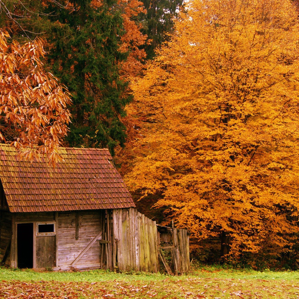 Осенний пейзаж в Woods