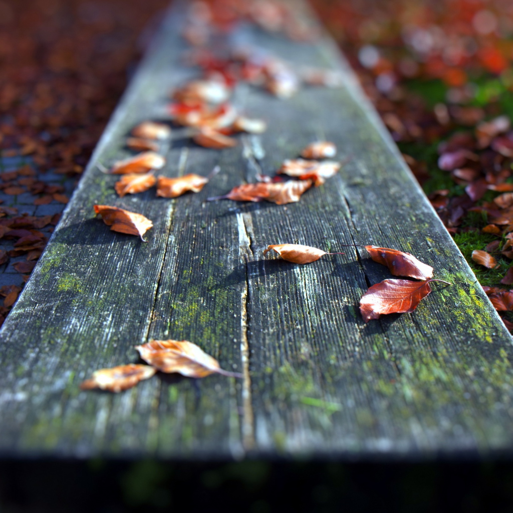 Осенние листья на доске