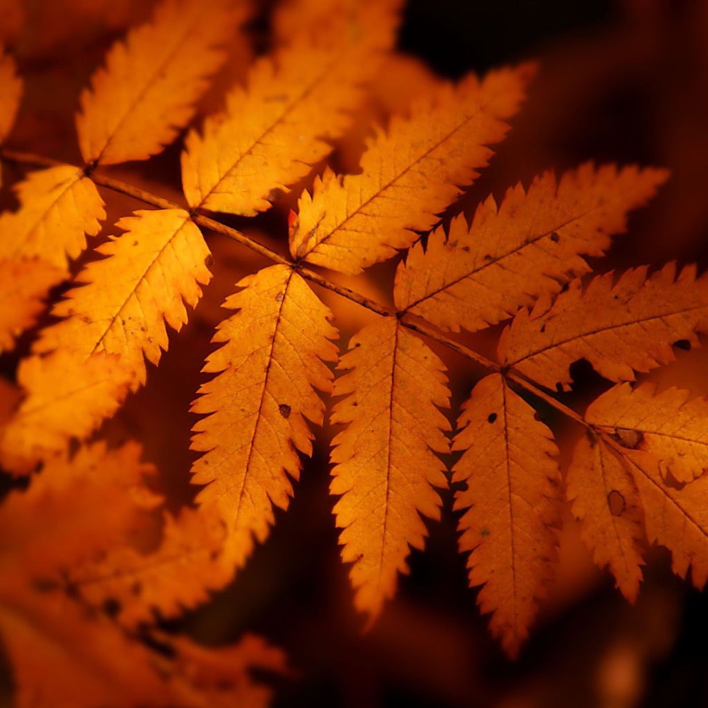 orange leaves of the autumn