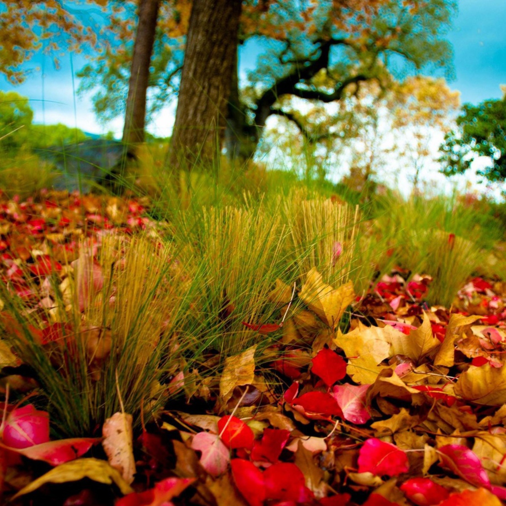 the autumn leaves on the grass