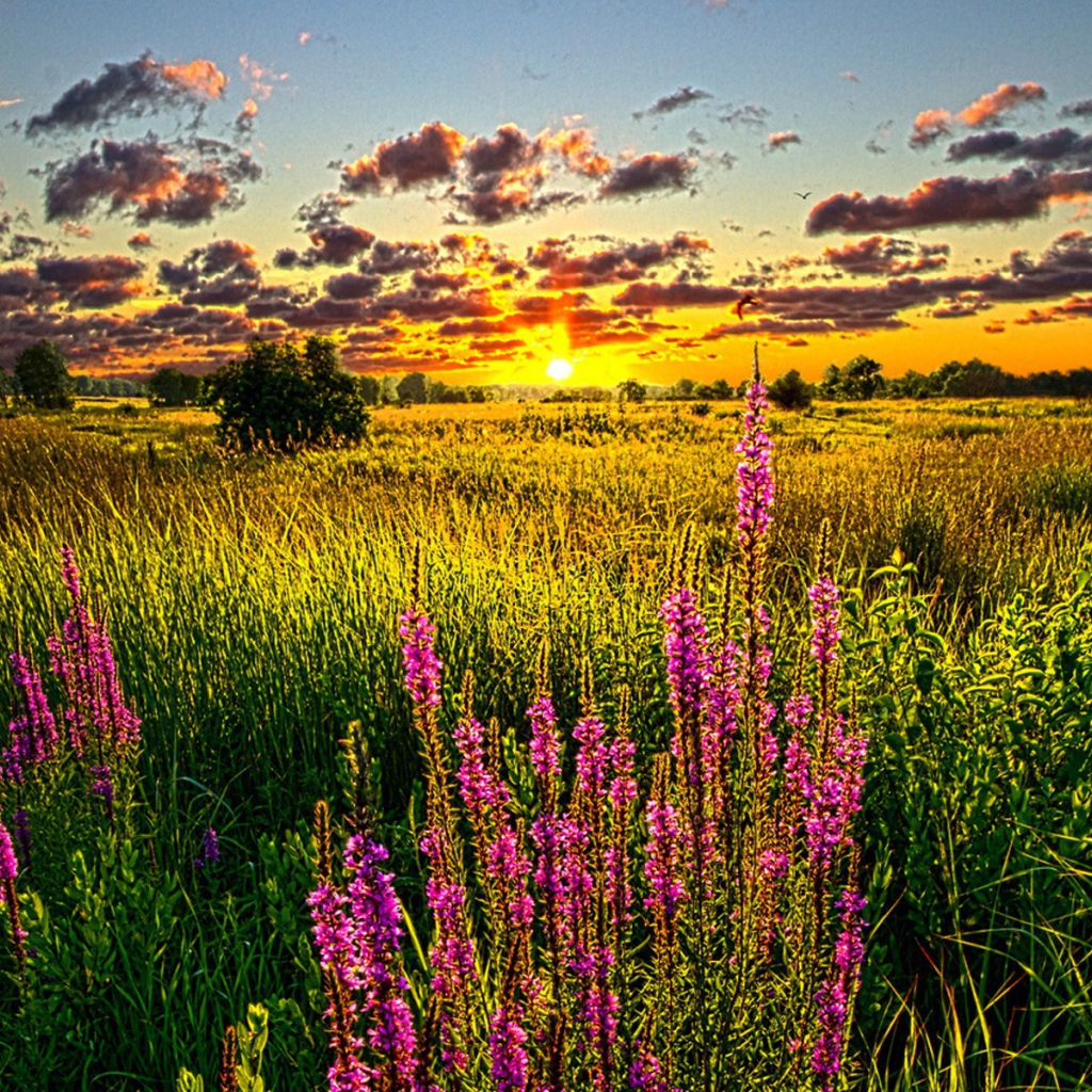 Синие цветы на золотом закате
