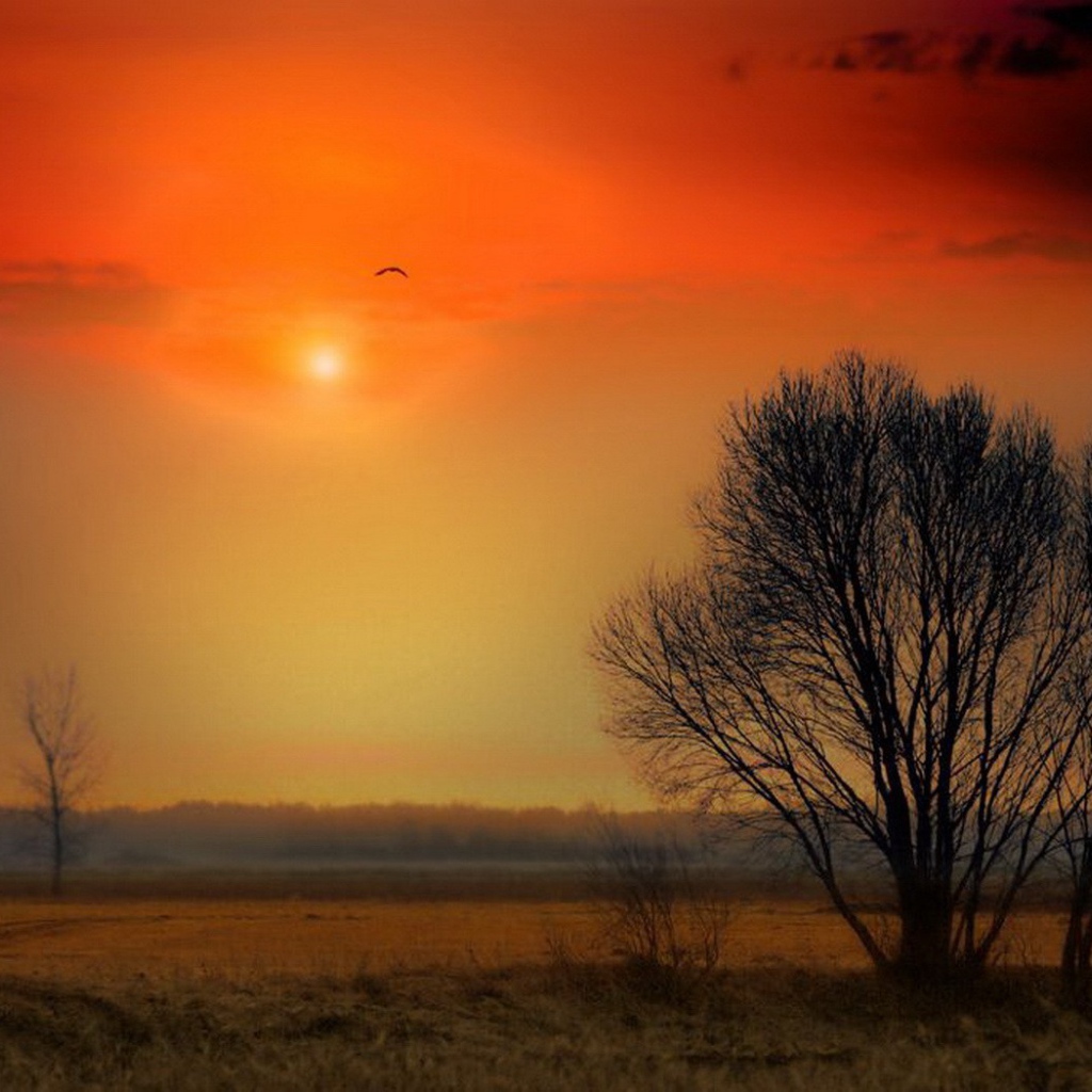 Красочный закат над полем