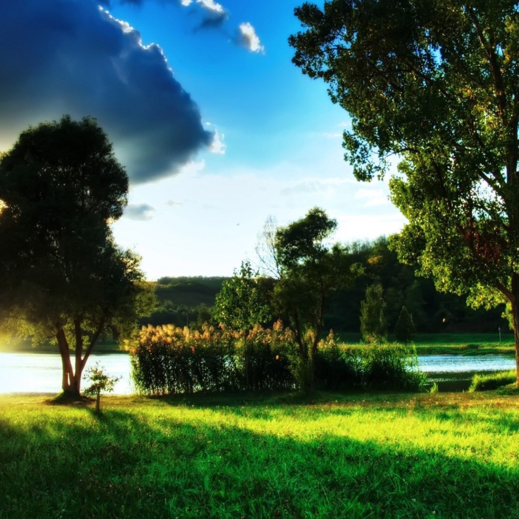 Закат за деревом