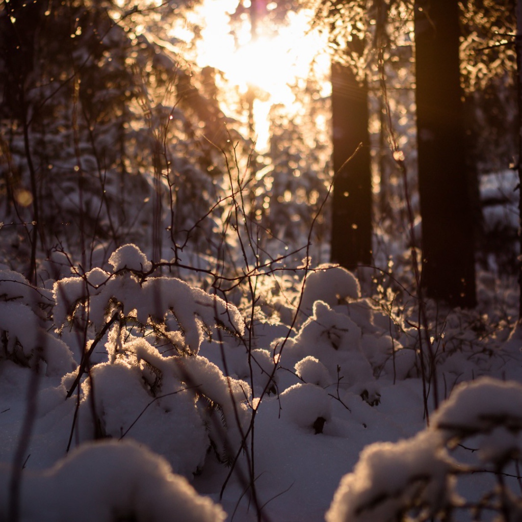 Закат в заснеженном лесу