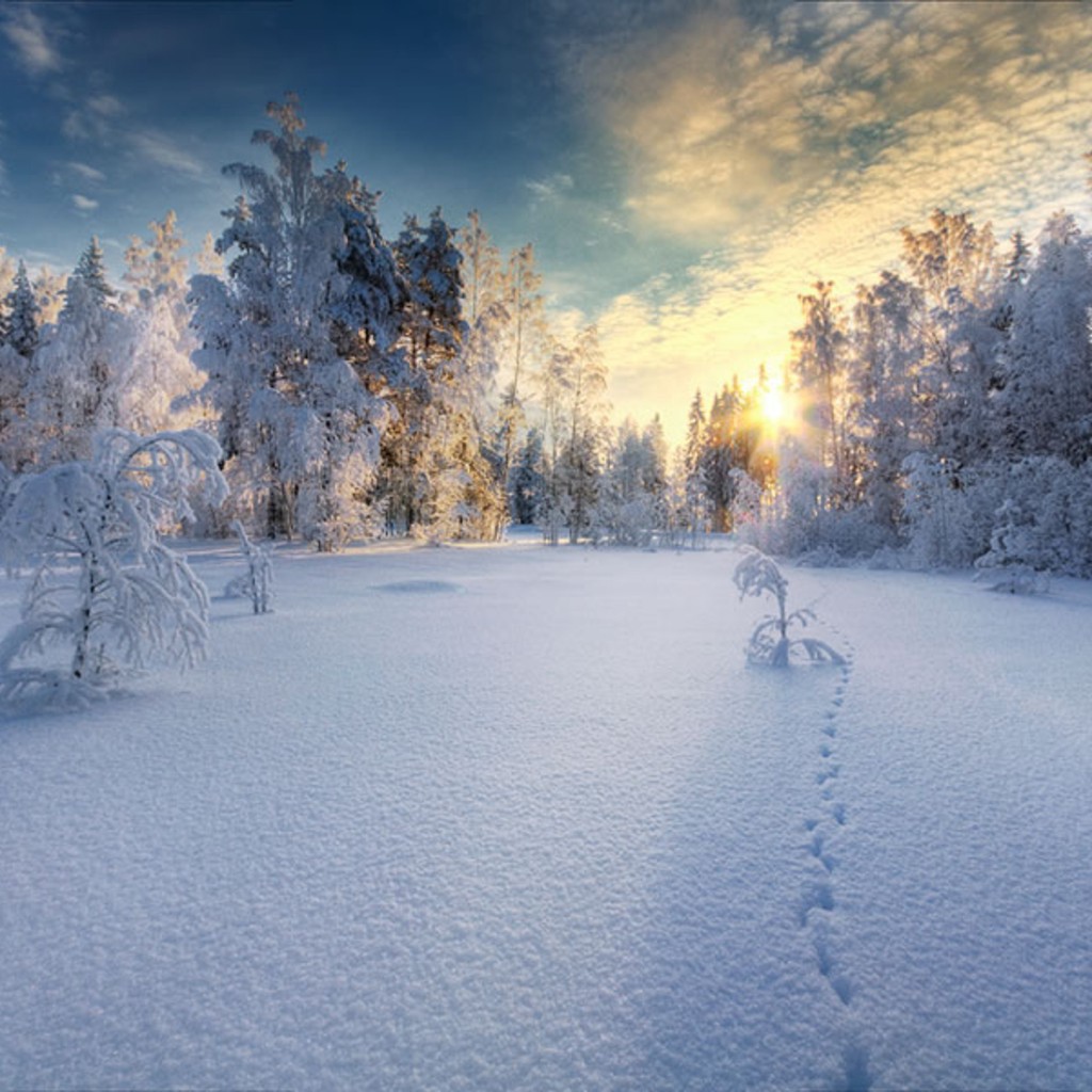 Закат в белом  заснеженном лесу