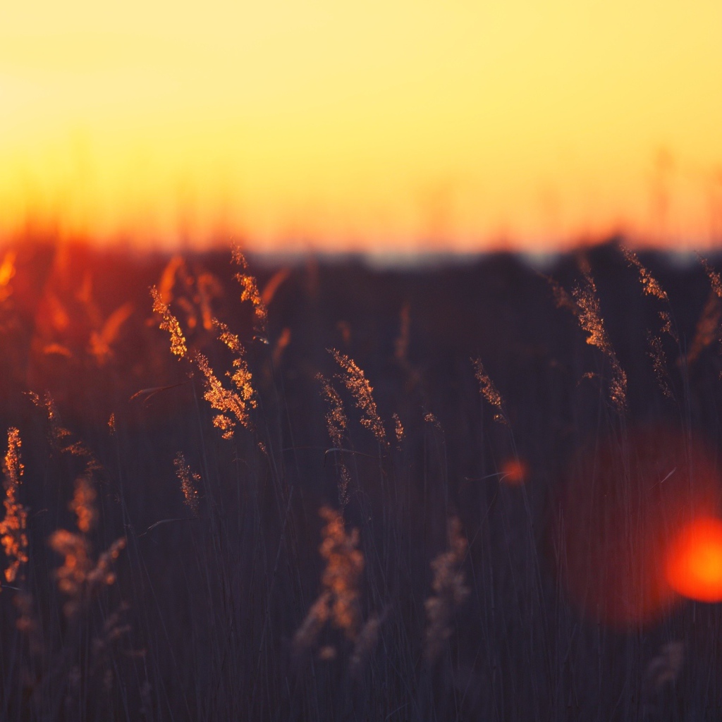 Закат над пшеничным полем