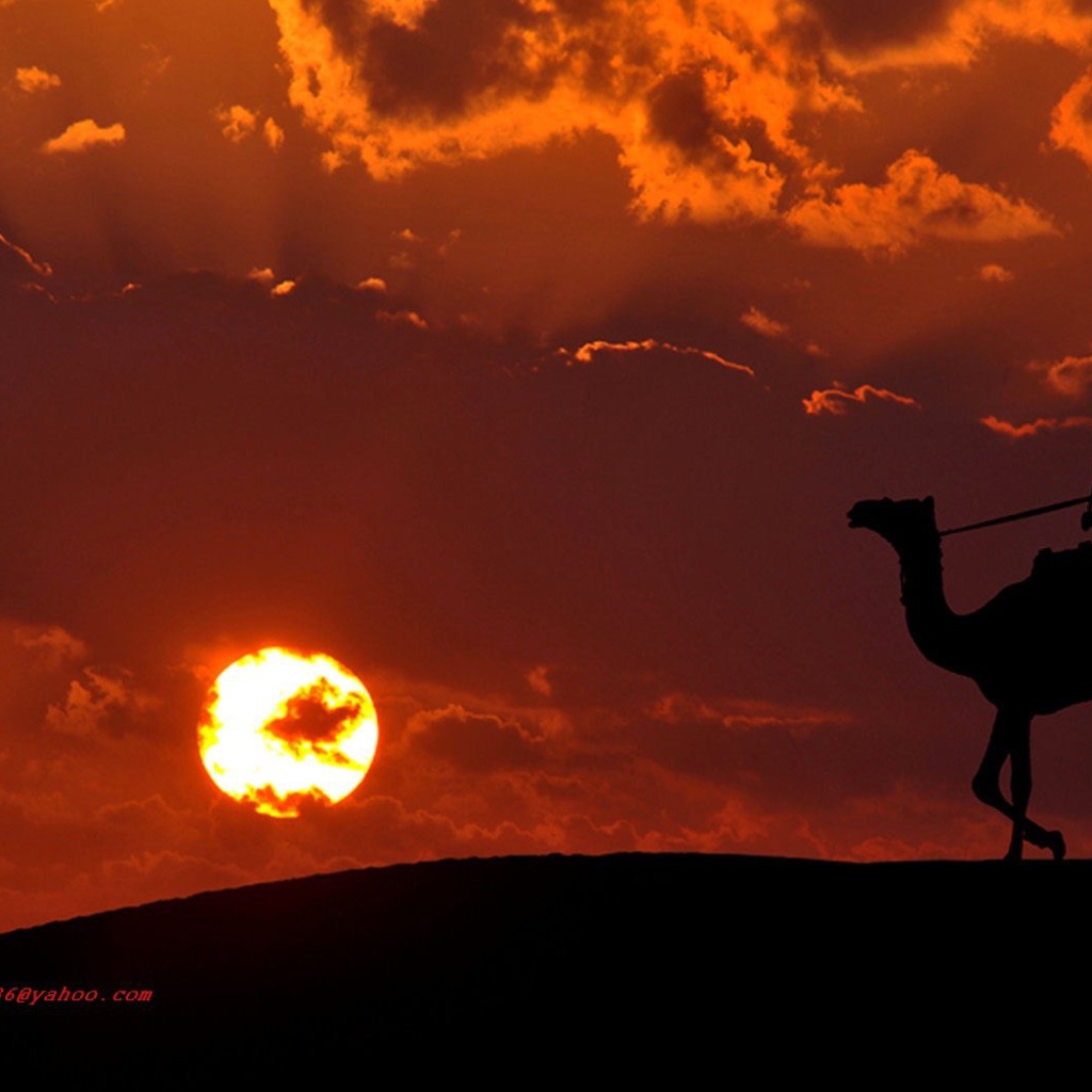 Наездник на верблюде