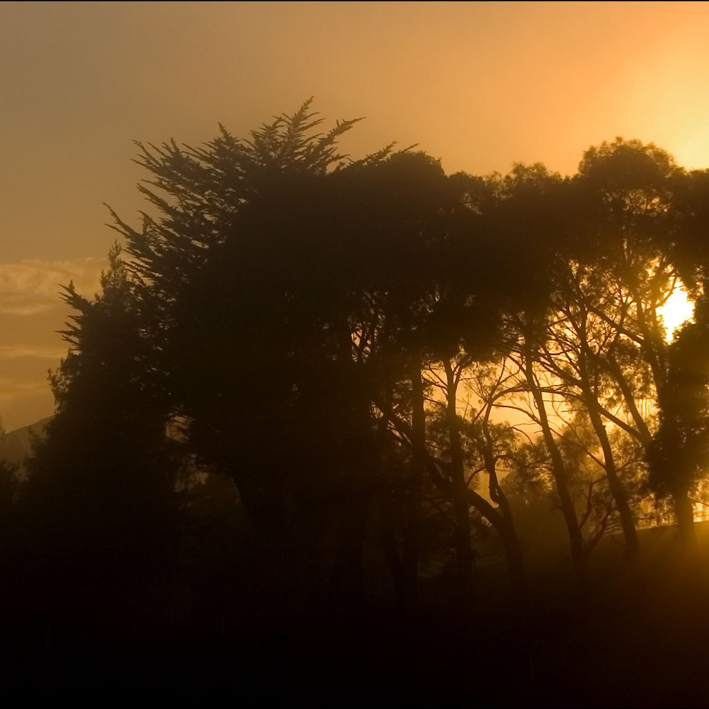 Лучи солнца сквозь деревья