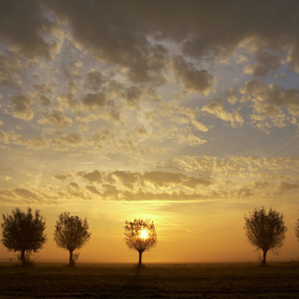 Закат за деревьями