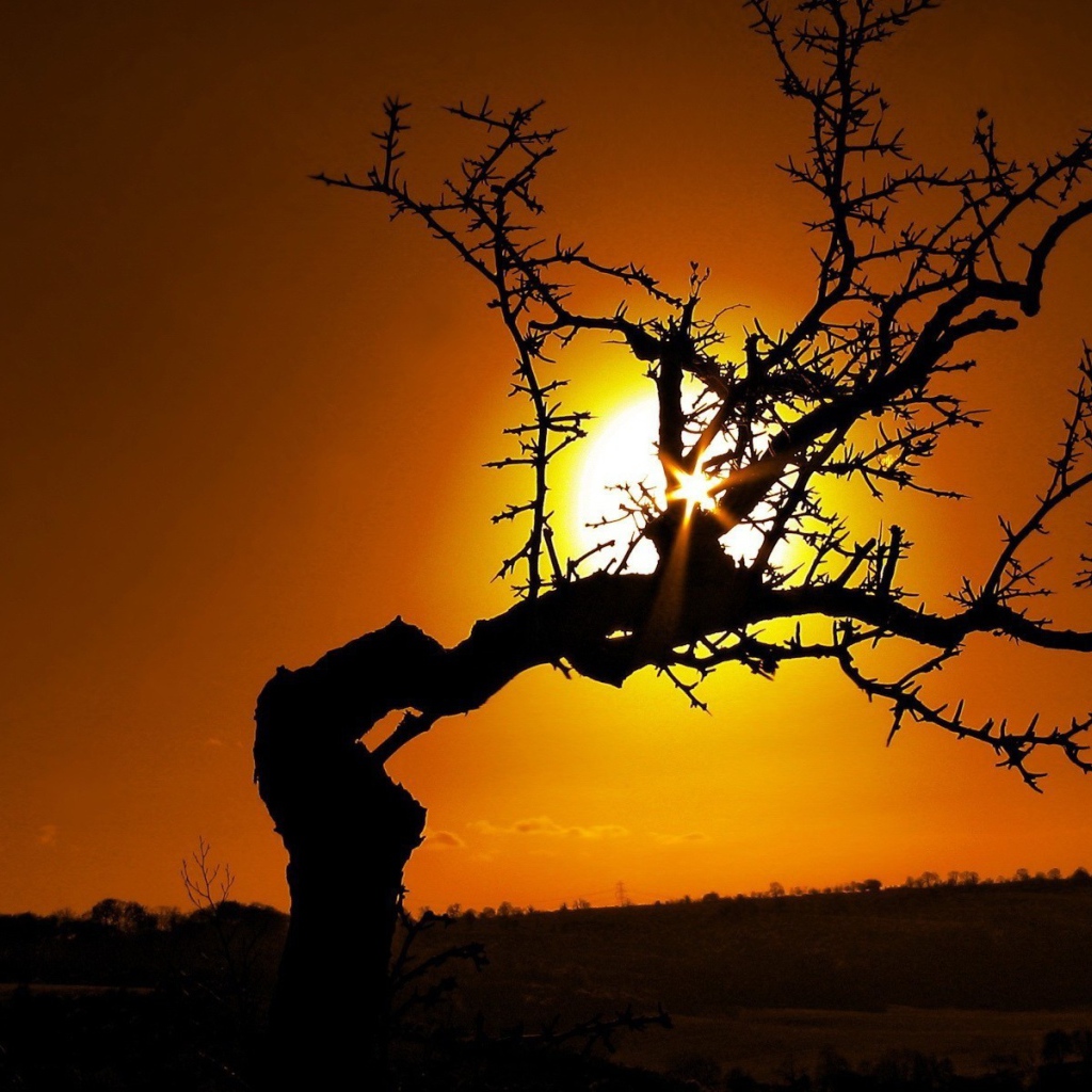 Очень кривое дерево на закате