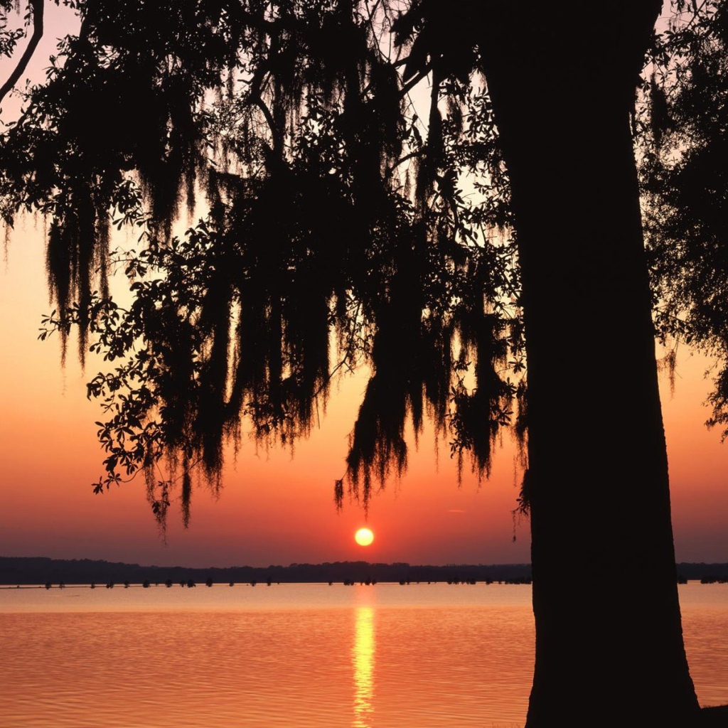 Темное дерево на фоне заката