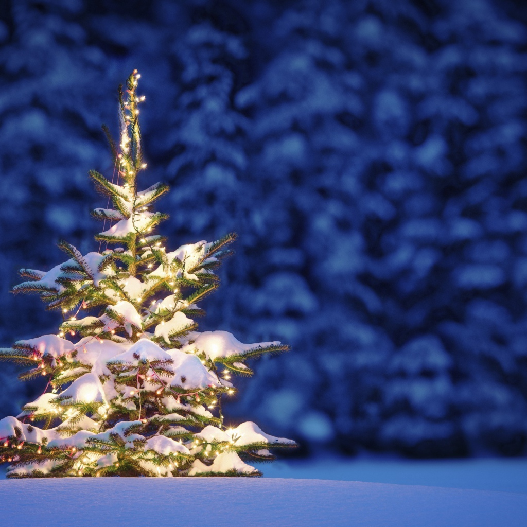 Маленькая Новогодняя елка в лесу