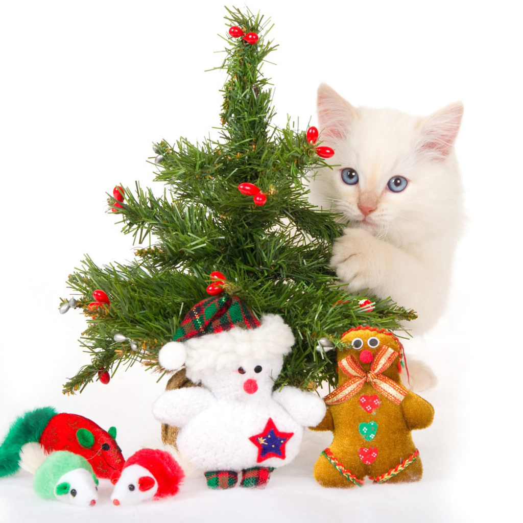 Новогодняя елка и маленький белый кот