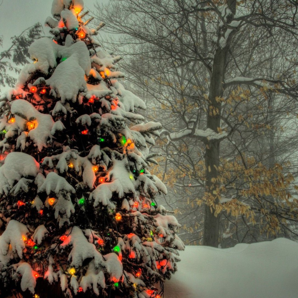 Новогодняя елка в лесу 2014 год