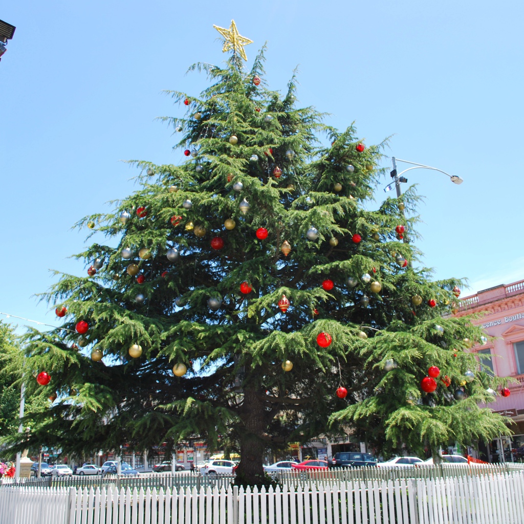 Красивая Новогодняя елка в жаркой стране