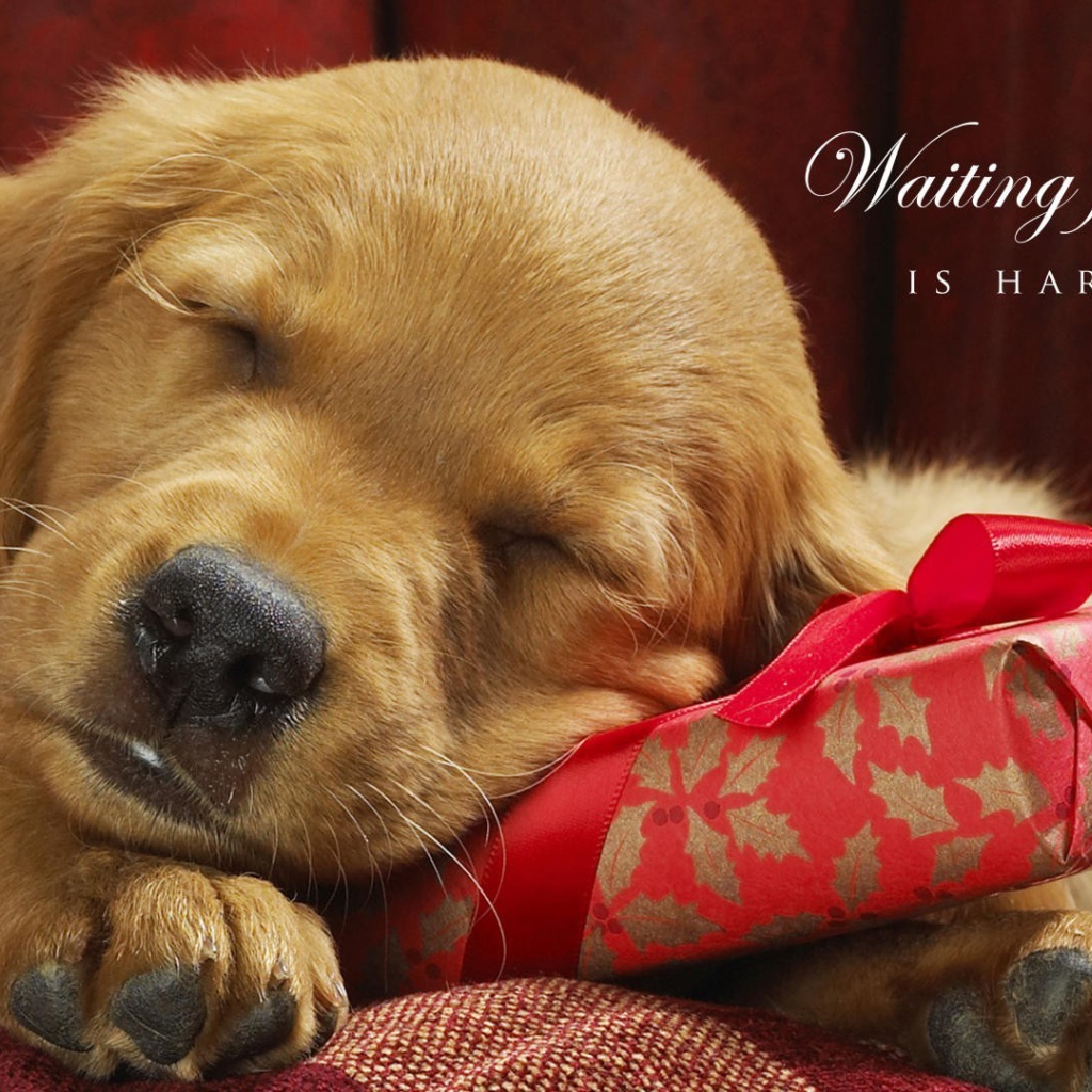 Ждать Деда Мороза - тяжёлый труд