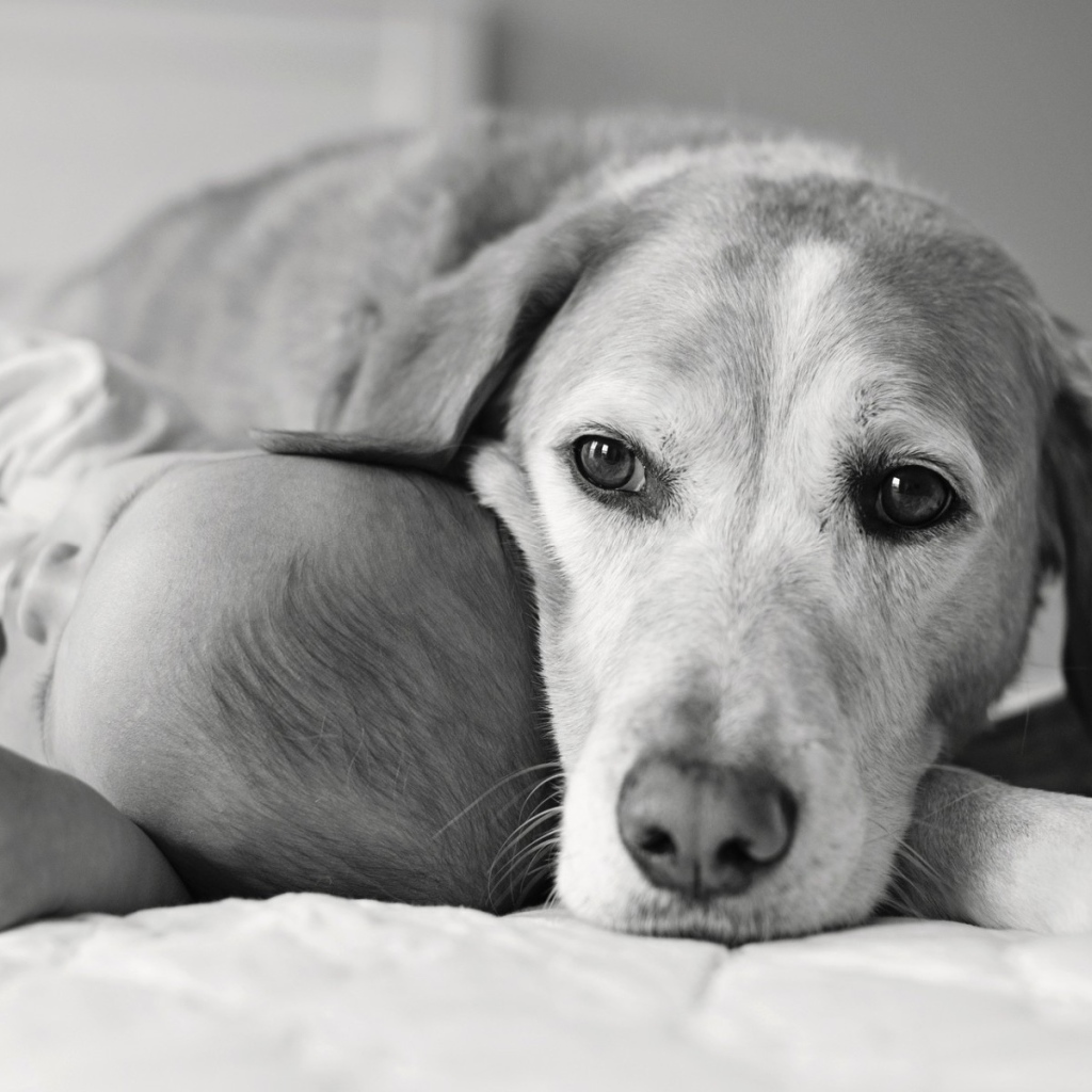 Собака спит с ребенком