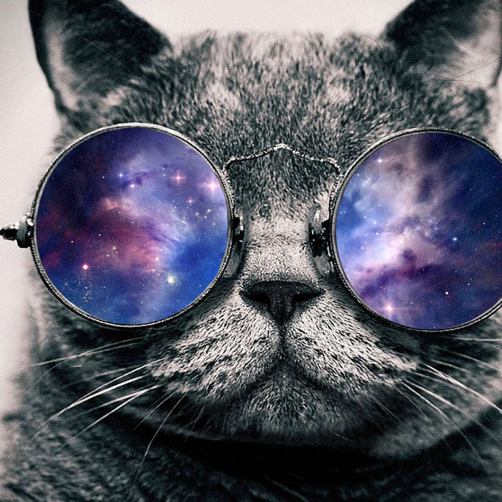 Кот в космосе