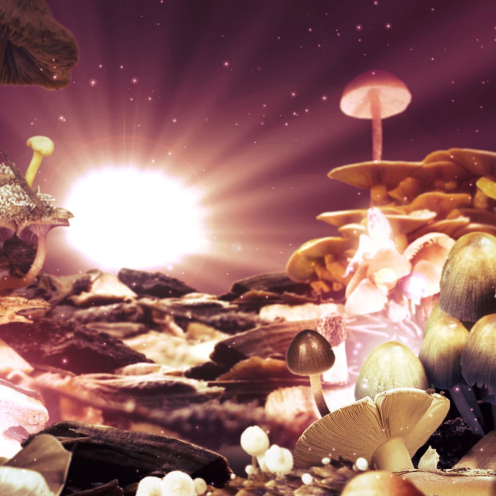 	 Fantasy of mushrooms