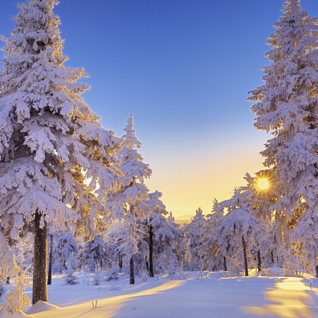 Beautiful trees in winter forest