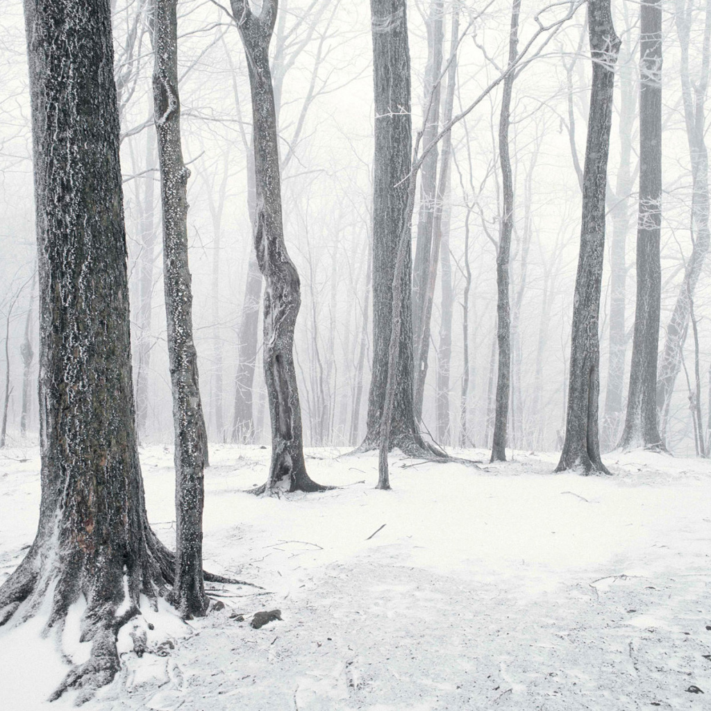 Одинокий зимний лес