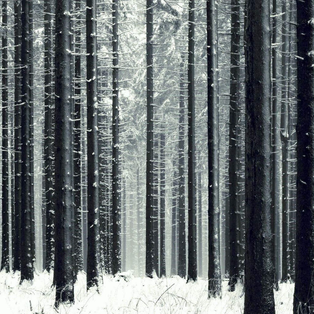Стройный зимний лес