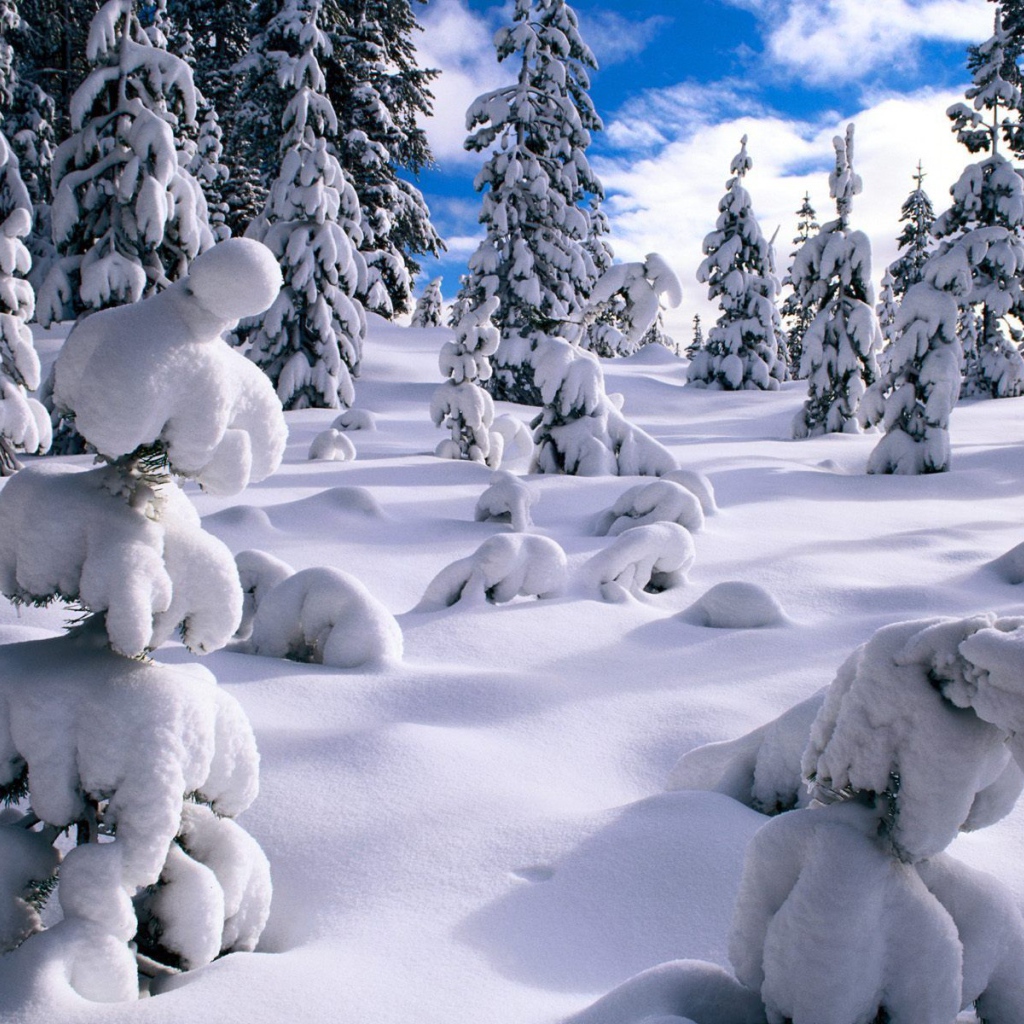 Молодые ёлки не выдерживают снег в зимнем лесу