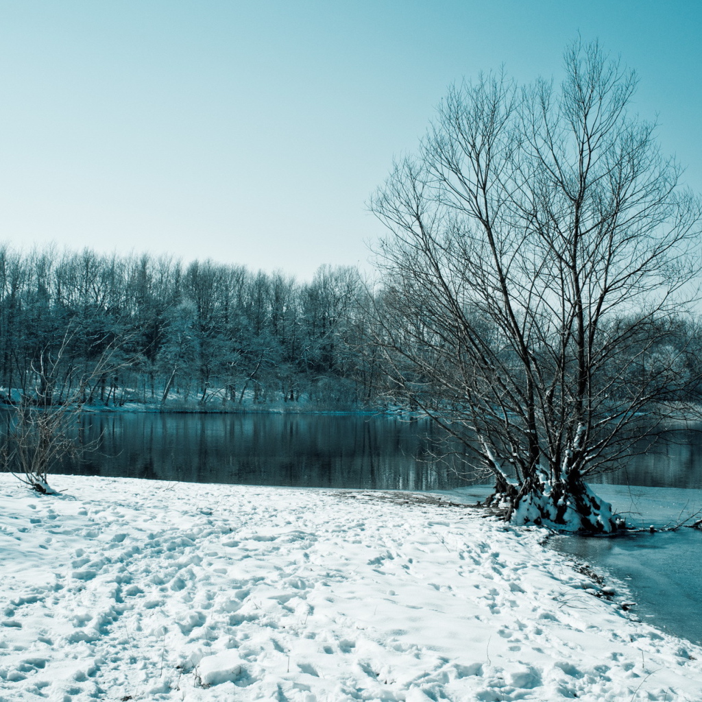 Покрытый снегом берег озера