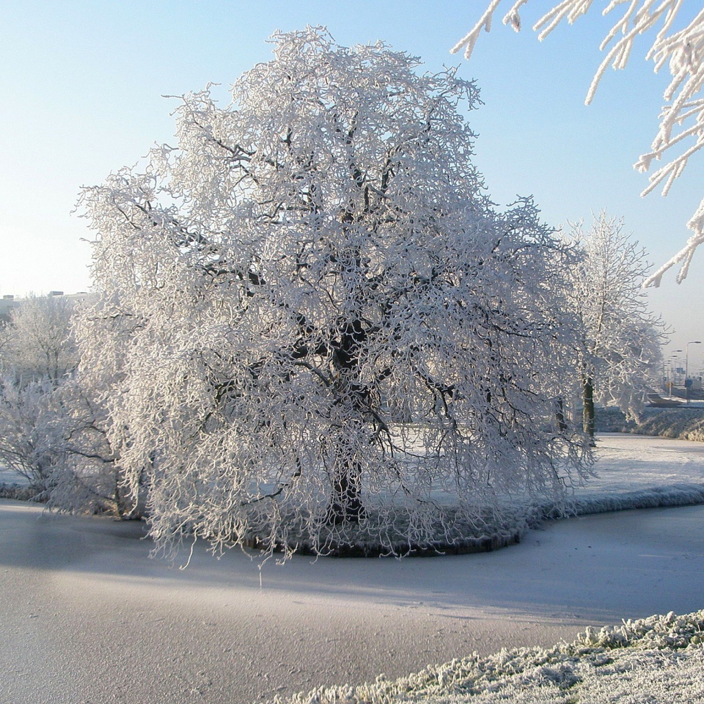 Замерзшая река и дерево
