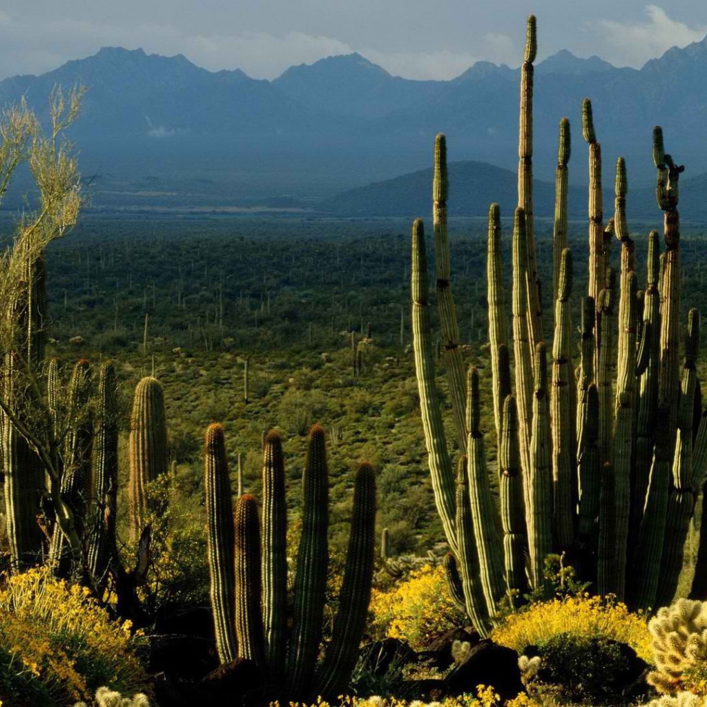 Пейзаж штата Аризона