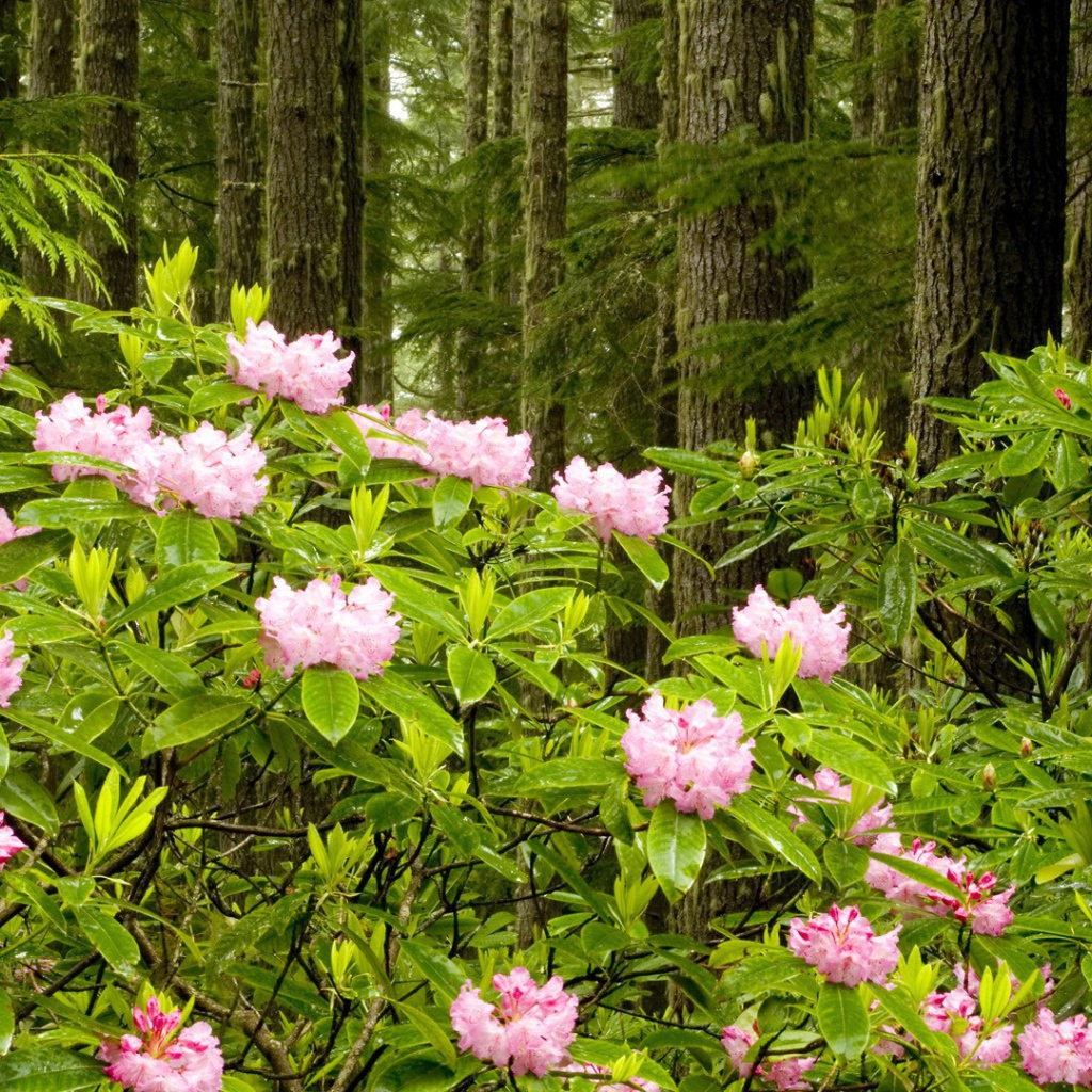Парк в штате Вашингтон