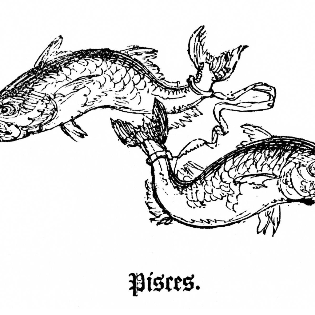 Рыбы на белом фоне