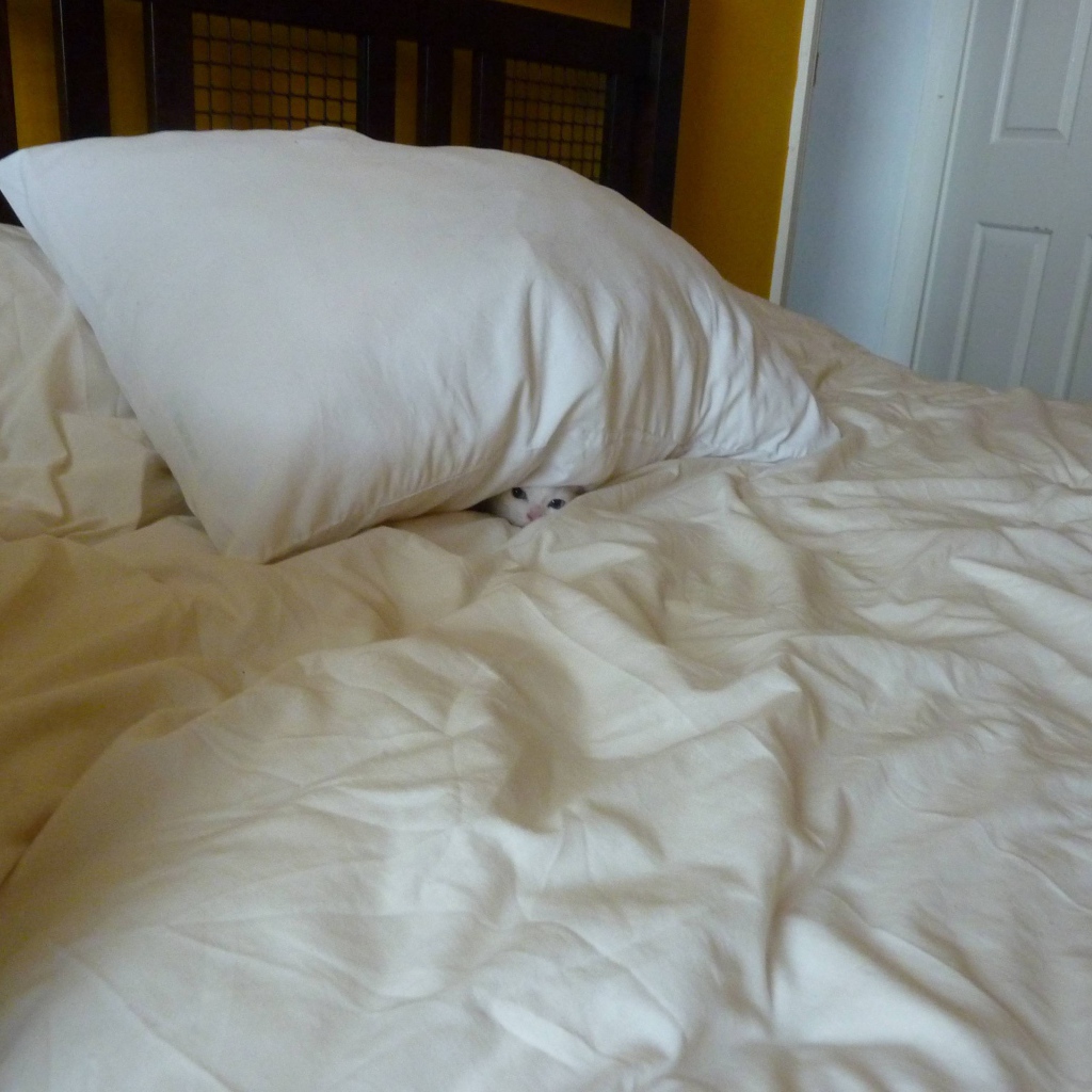 Find the cat in the bedroom