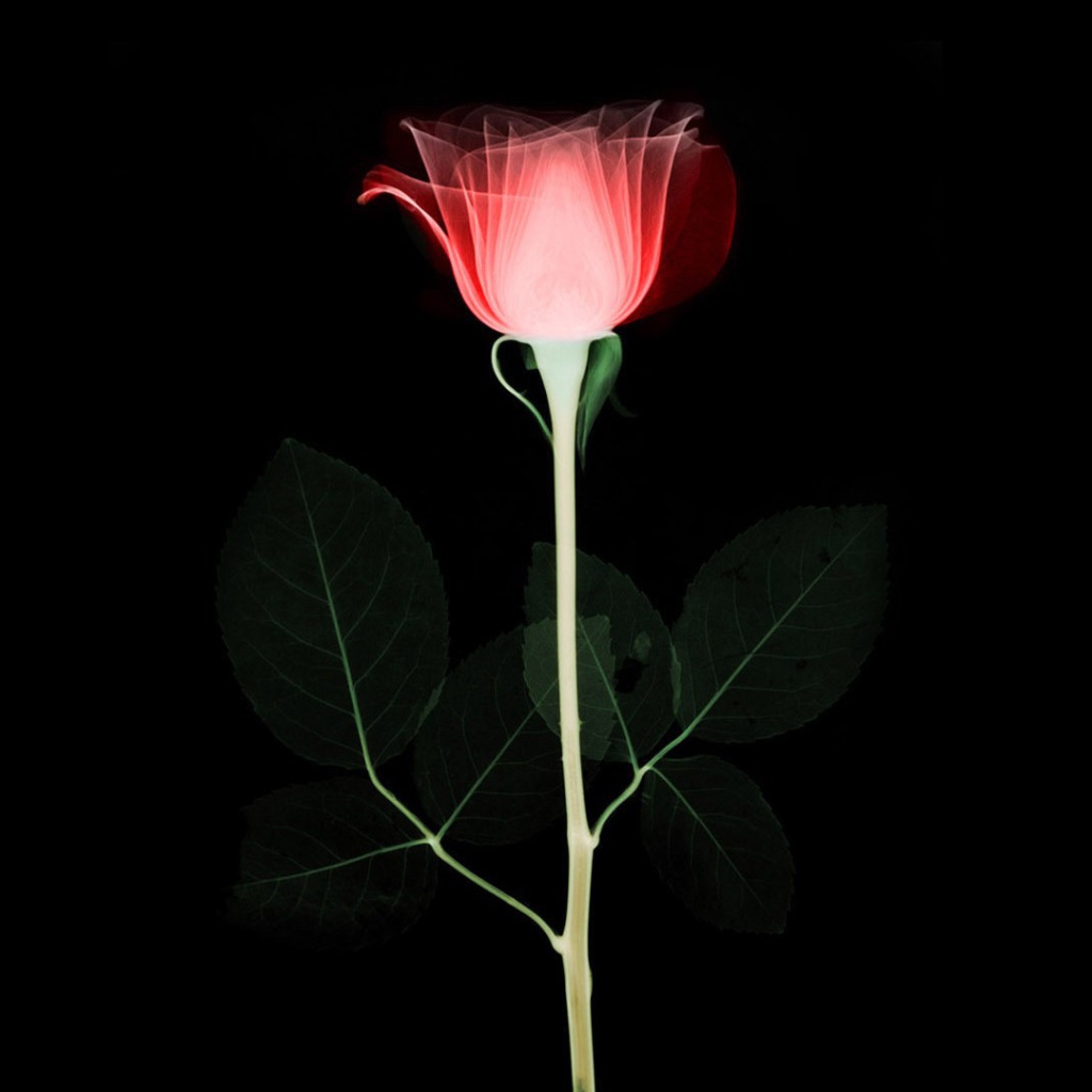 Абстрактная роза