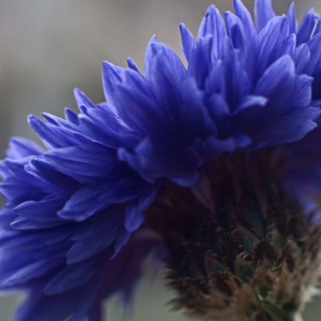 Лютик синий