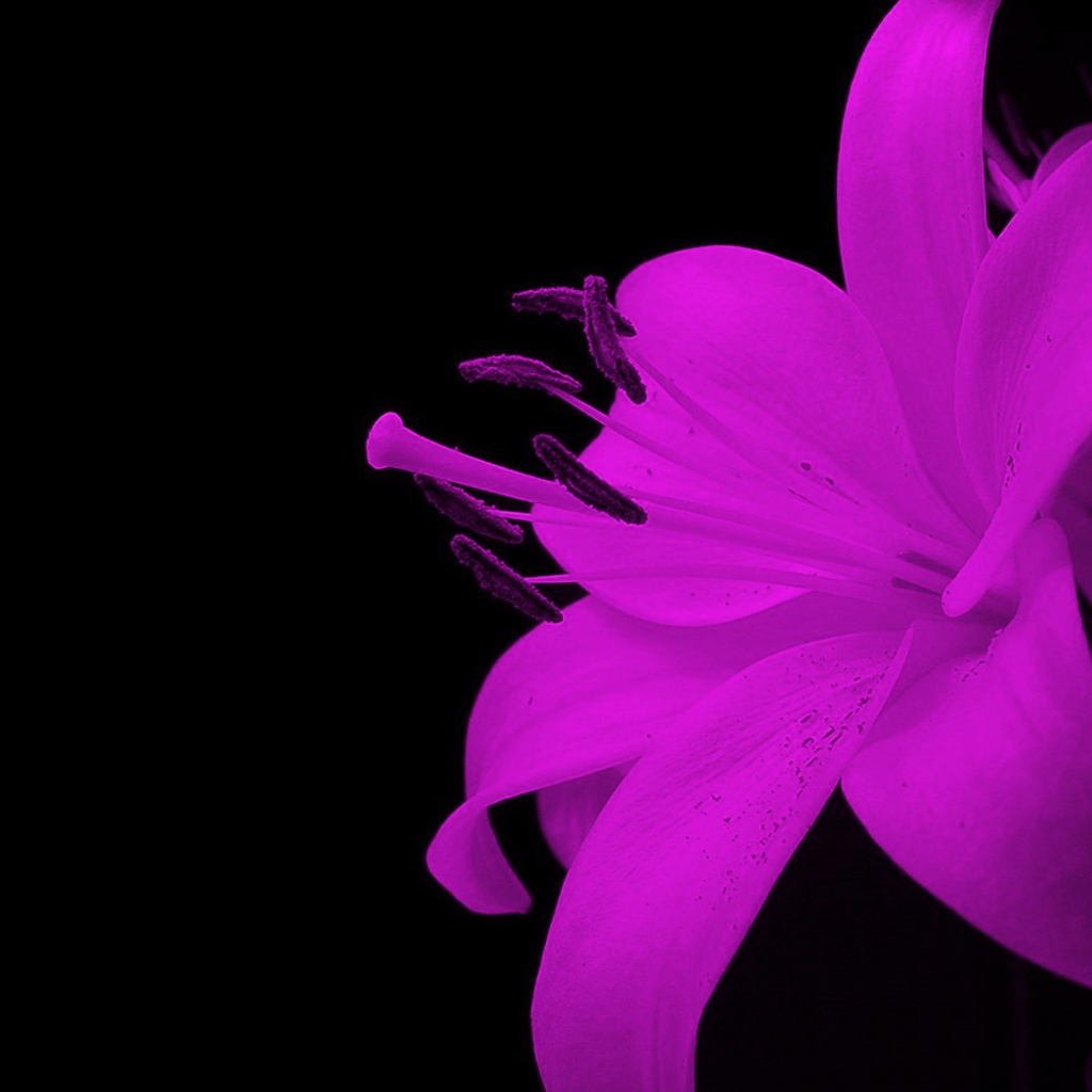 Эффектный цветок