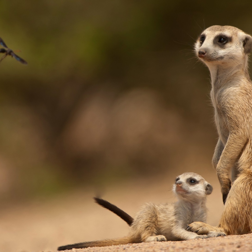 Парочка сурикатов