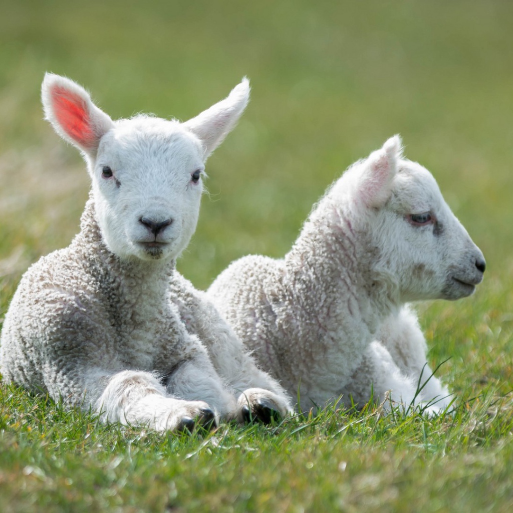 Пара маленьких ягнят