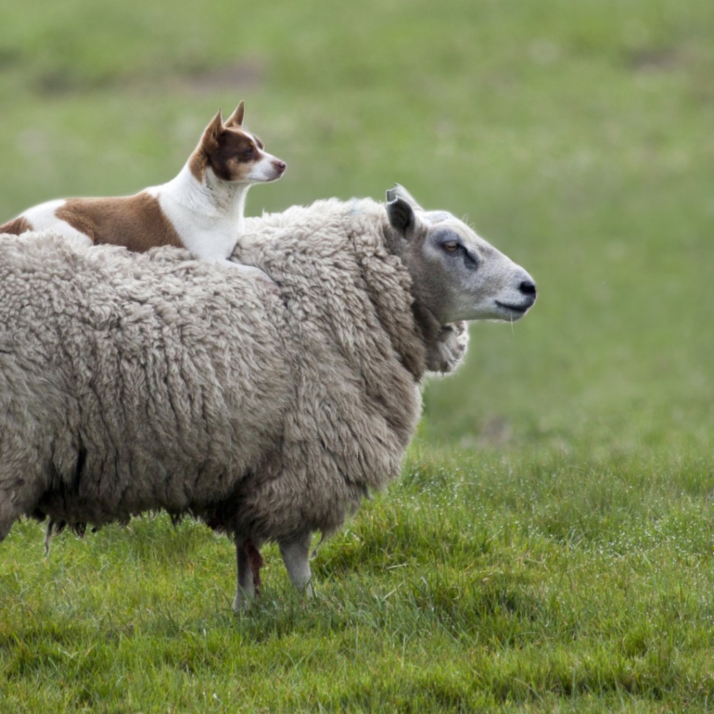 Собака на овце