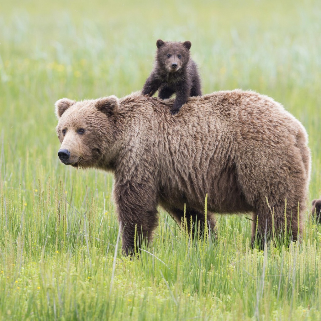 Mедведица и медвежонок на траве