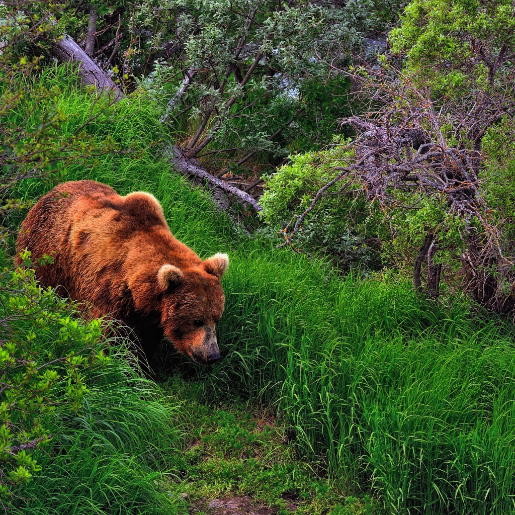 Медведь в лесу