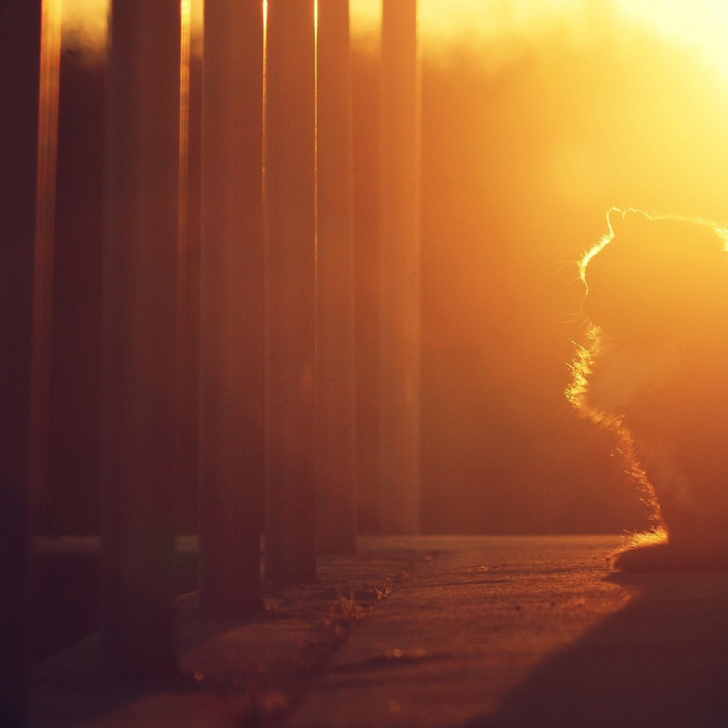 Кошка на закате