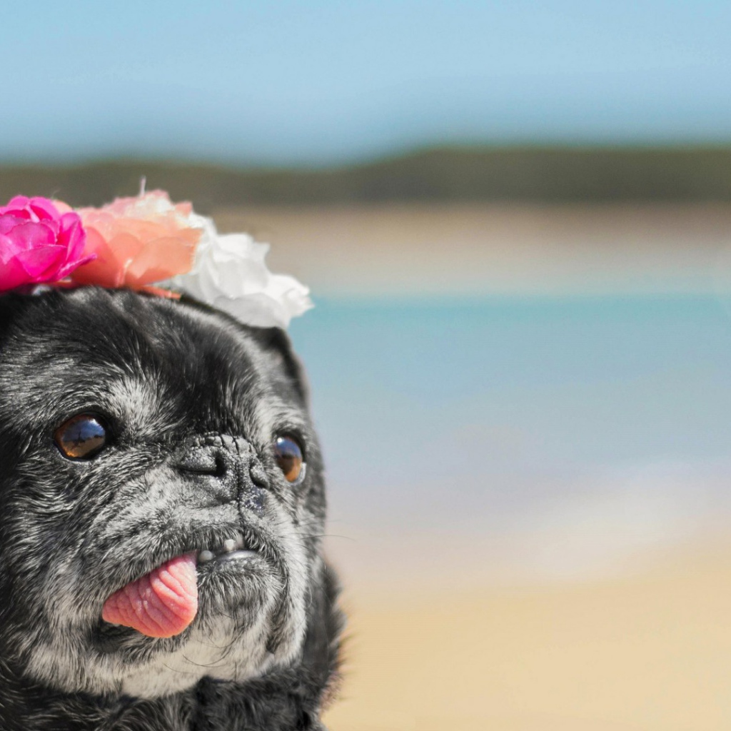 Корона из цветов у собаки