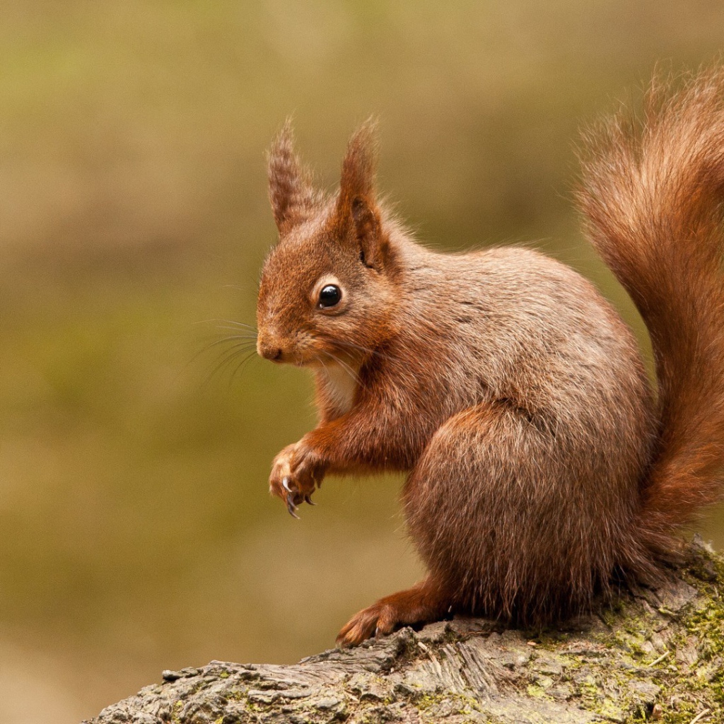 Любопытная белка