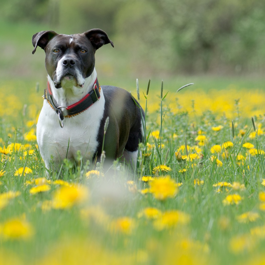 Cобака и одуванчики