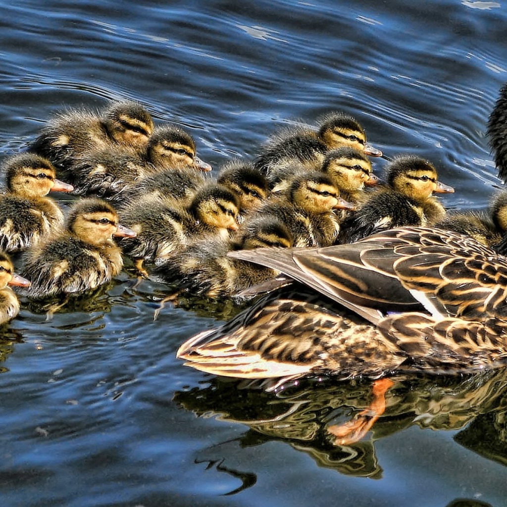 Утка с выводком